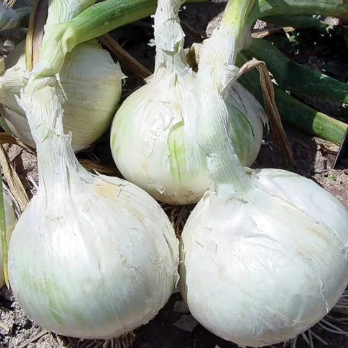 Kép 3/4 - Snowball Fehér Dughagyma 250g