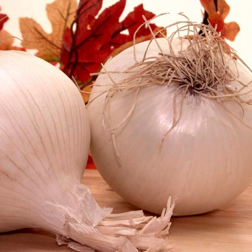 Kép 4/4 - Snowball Fehér Dughagyma 250g