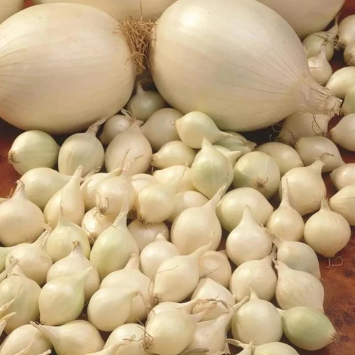 Kép 1/4 - Snowball Fehér Dughagyma 250g