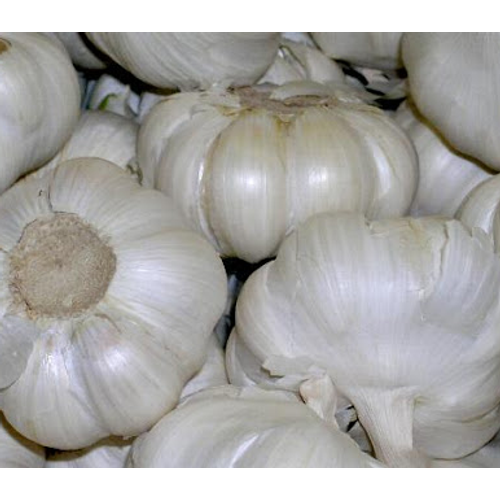 Dughagyma Fokhagyma