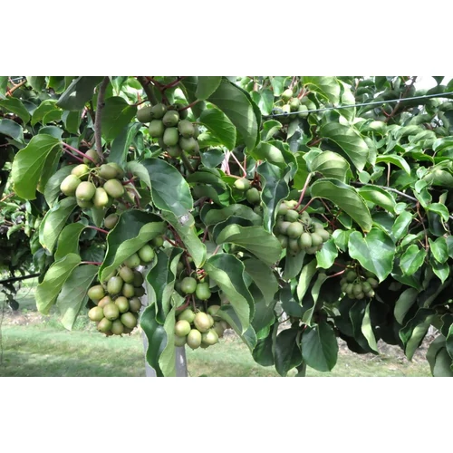 Kép 3/6 - Actinidia arg Ken's Red - Termő mini kopasz kivi