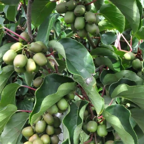 Kép 5/6 - Actinidia arg Ken's Red - Termő mini kopasz kivi