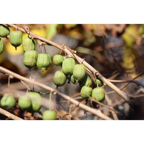 Kép 2/6 - Actinidia arg Ken's Red - Termő mini kopasz kivi