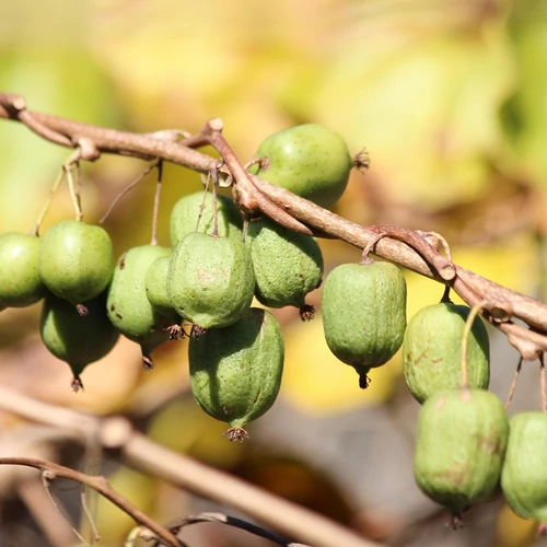 Kép 1/6 - Actinidia arg Ken's Red - Termő mini kopasz kivi
