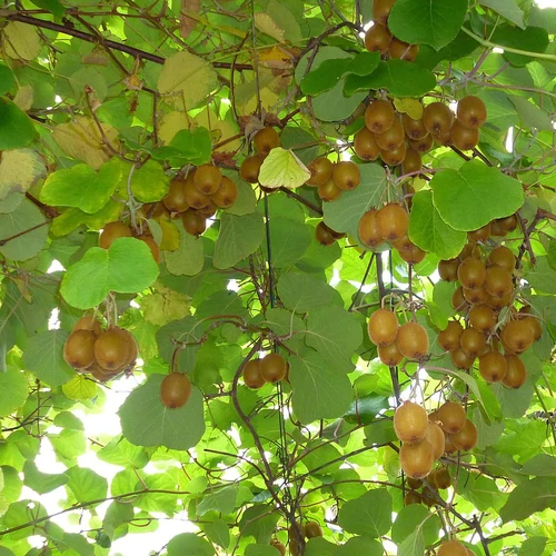 Kép 1/7 - Actinidia chin 'Giallo' - Sárga húsú, termő kivi