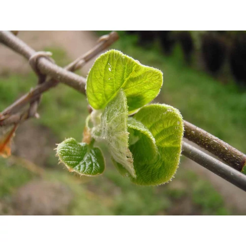 Kép 6/7 - Actinidia chin 'Giallo' - Sárga húsú, termő kivi