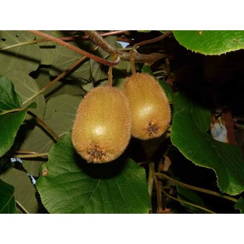 Kép 4/7 - Actinidia chin 'Giallo' - Sárga húsú, termő kivi