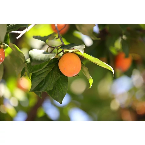 Kép 2/9 - Diospyros kaki - Japán datolyaszilva, Hurma, Kaki