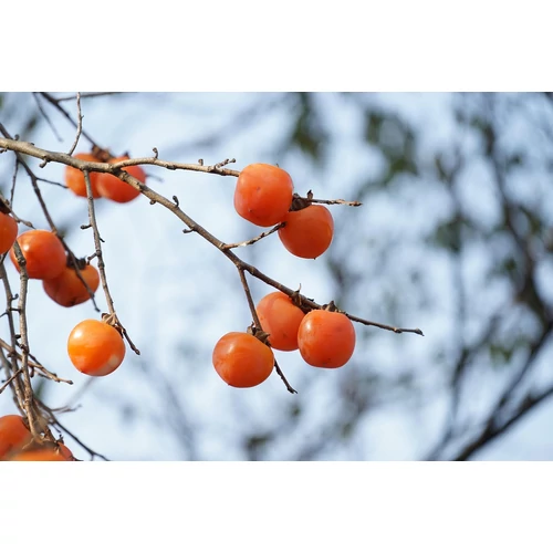 Kép 8/9 - Diospyros kaki ősszel - Japán datolyaszilva, Hurma, Kaki