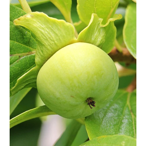 Kép 4/9 - Diospyros kaki éretlenül - Japán datolyaszilva, Hurma, Kaki