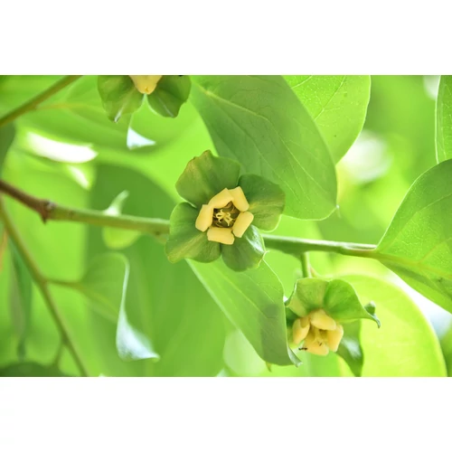 Kép 5/9 - Diospyros kaki virágja - Japán datolyaszilva, Hurma, Kaki