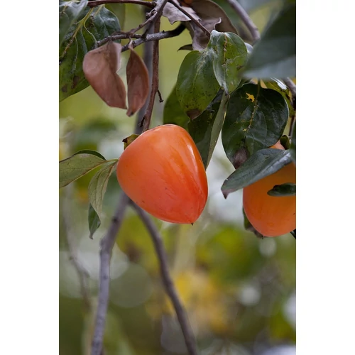 Kép 7/9 - Diospyros kaki - Japán datolyaszilva, Hurma, Kaki