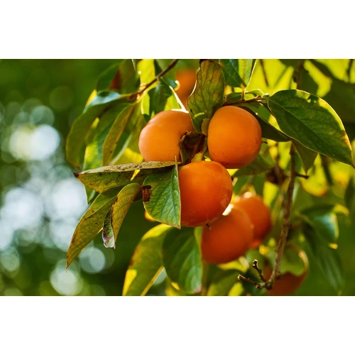 Kép 9/9 - Diospyros kaki - Japán datolyaszilva, Hurma, Kaki