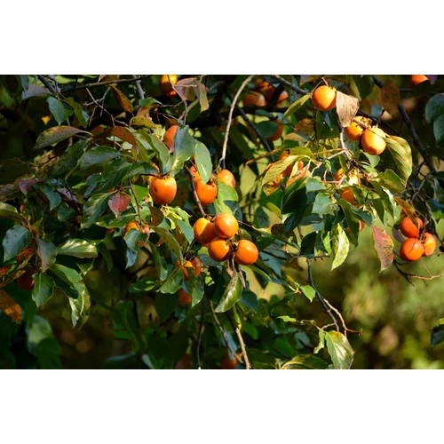 Kép 6/9 - Diospyros kaki - Japán datolyaszilva, Hurma, Kaki
