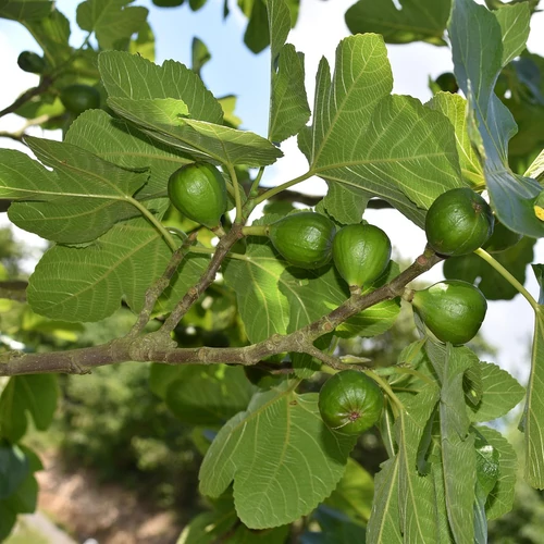 Kép 1/6 - Ficus carica - Közönséges füge 
