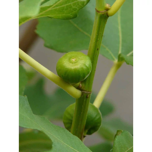Kép 2/6 - Ficus carica - Közönséges füge 