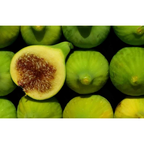 Kép 3/6 - Ficus carica - Közönséges füge 