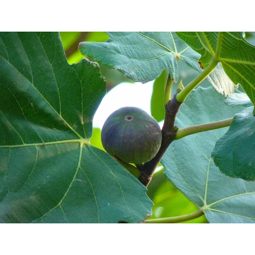 Kép 4/6 - Ficus carica - Közönséges füge 