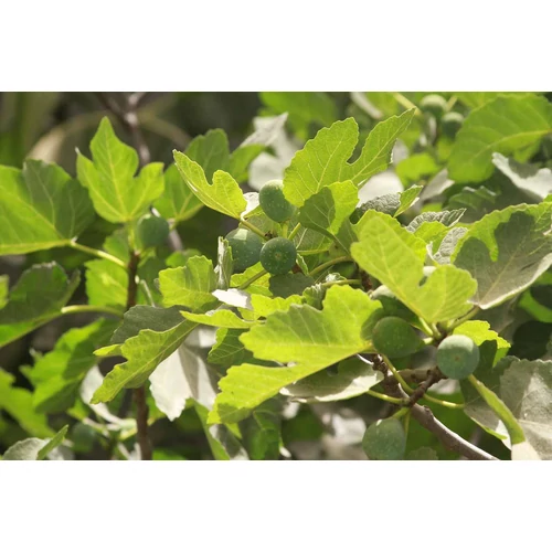 Kép 6/6 - Ficus carica - Közönséges füge 
