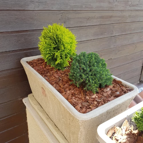 Kép 4/4 - vorosfenyo_kereg_3-4cm_cserepben