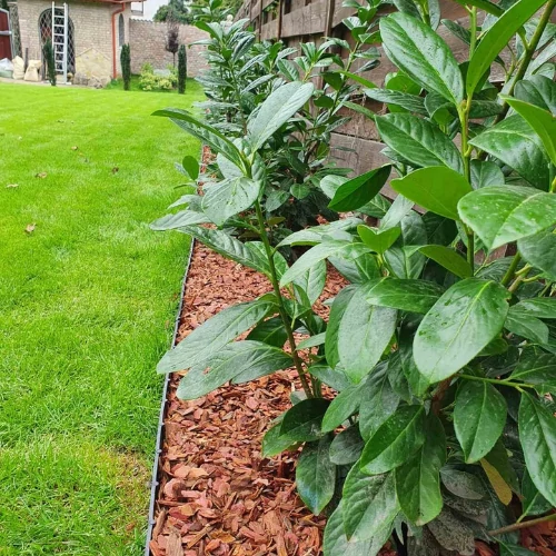 Kép 3/5 - vorosfenyo_kereg_7-8cm_agyasban