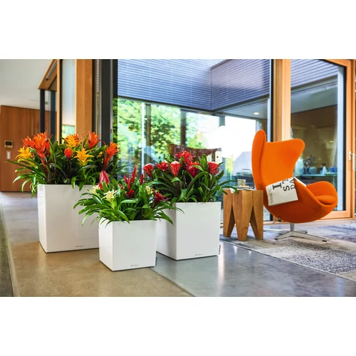 Kép 5/10 - Lechuza Cube Prémium 40cm