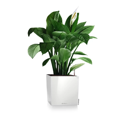 Kép 6/10 - Lechuza Cube Prémium 40cm