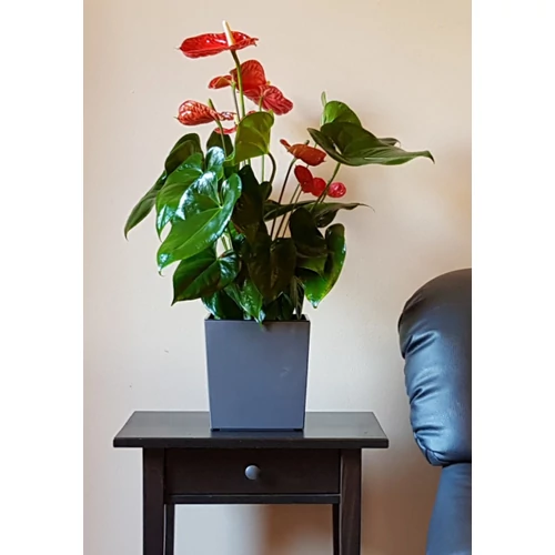 Kép 3/8 - Juka Classic kocka kaspó