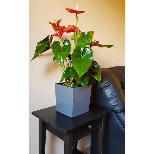 Kép 2/8 - Juka Classic kocka kaspó