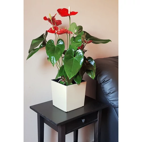 Kép 3/5 - Juka Classic kocka kaspó fehér