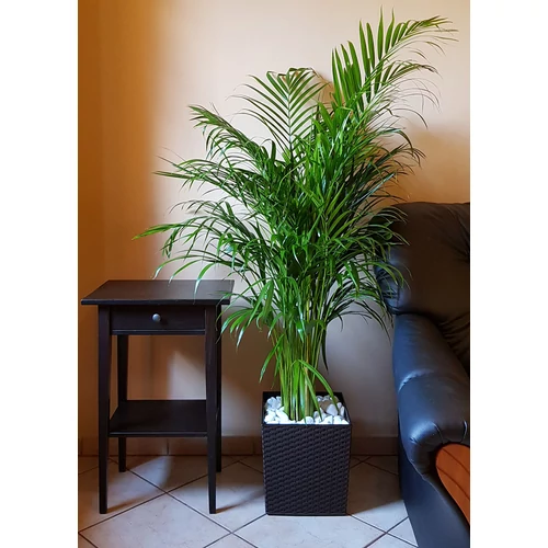 Kép 3/7 - Elegant Juka Rattan Antracit Kaspó