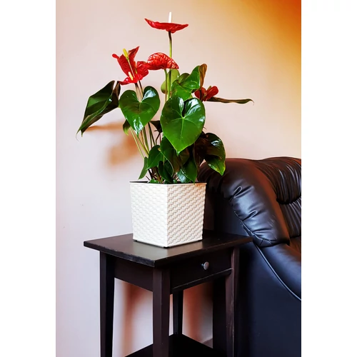 Kép 2/3 - Elegant Juka Rattan Fehér