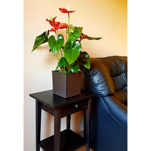 Kép 2/4 - Elegant Juka Rattan Mokka Kaspó