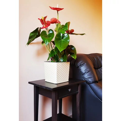 Kép 4/5 - Elegant Juka Rattan Fehér Kaspó