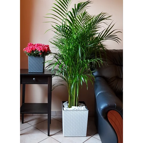 Kép 5/5 - Elegant Juka Rattan Fehér Kaspó