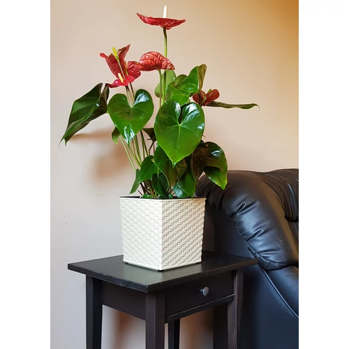 Kép 5/7 - Elegant Juka Rattan Fehér kaspó