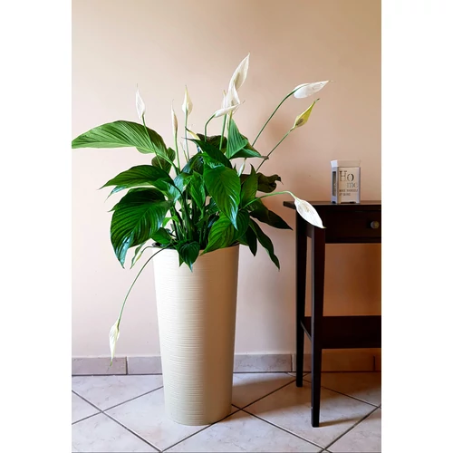 Kép 4/4 - Elegant Lungo Classic Capuccino Kaspó