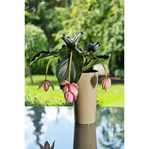 Kép 2/4 - Elegant Lungo Classic Capuccino Kaspó