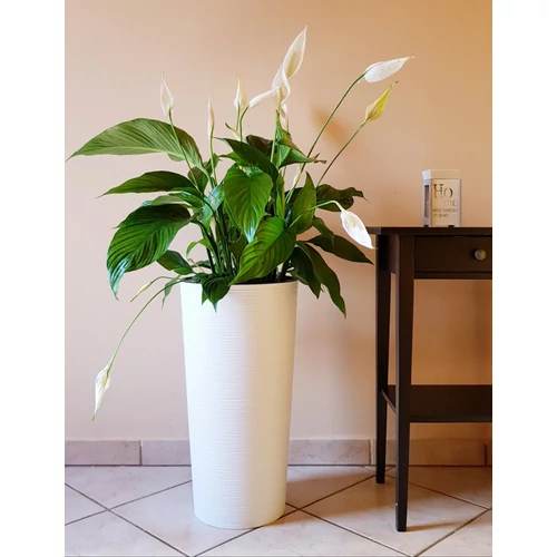 Kép 3/9 - Lilia Classic magas kaspó 