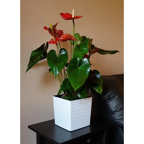 Kép 5/5 - Elegant Juca Strip Kaspó