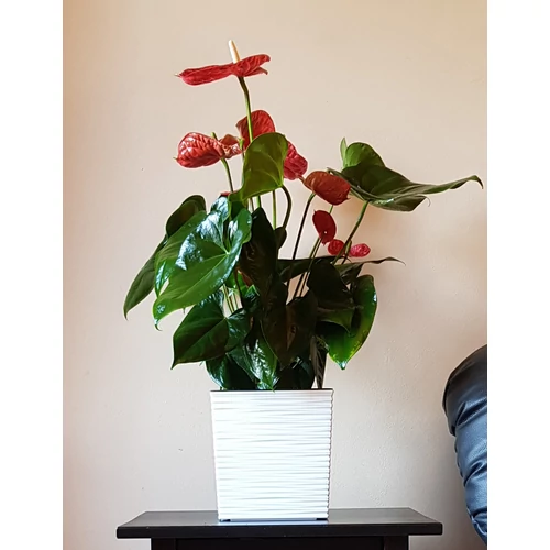 Kép 4/5 - Elegant Juca Strip Kaspó