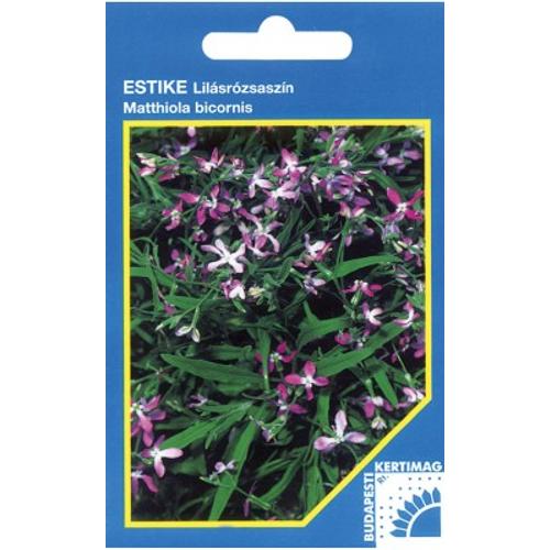 Estike (Matthiola bicornis)