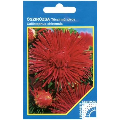 Őszirózsa (Callistephus chinensis) 