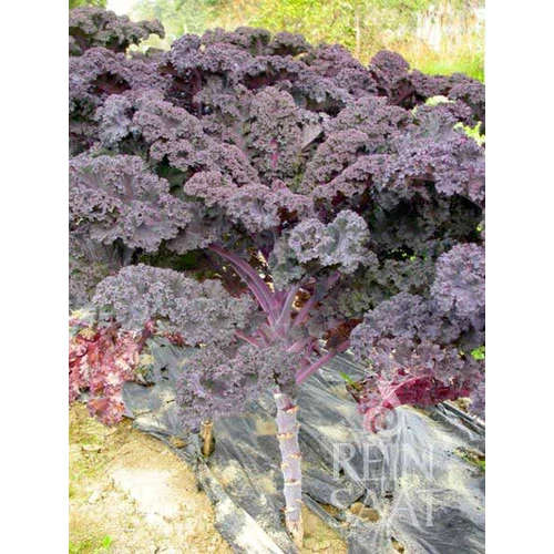 BIOdinamikus Vörös Fordoskel vetőmag