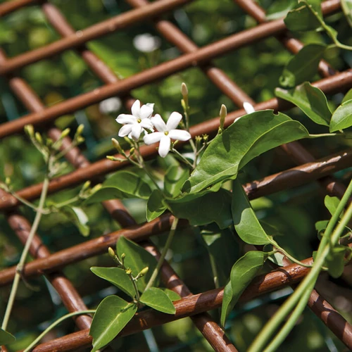 Kép 6/7 - Nortene TRELLIWILLOW fűz apácarács 1x2m