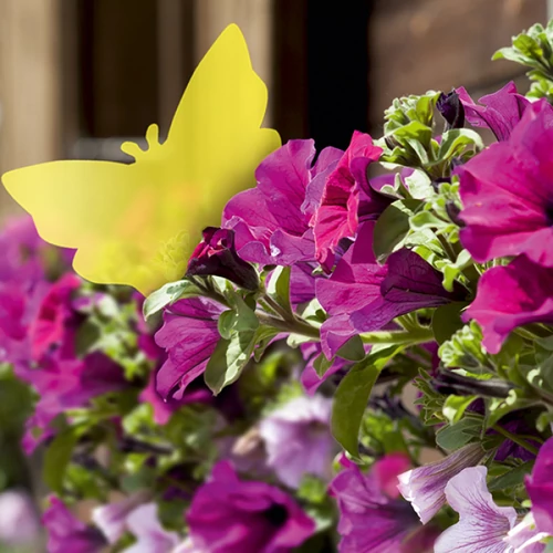 Kép 2/4 - BIO Plantella Sárga ragadós lapok rovarok ellen 10db