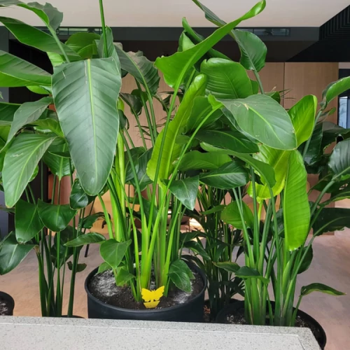 Kép 3/4 - BIO Plantella Sárga ragadós lapok rovarok ellen 10db