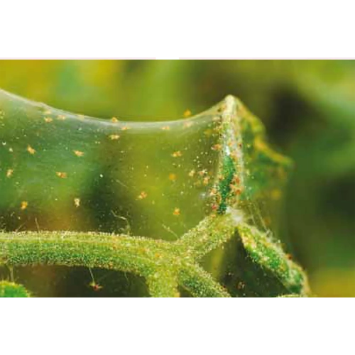 Kép 4/4 - Flumite 10WP Rovarölő szer atkák ellen - CSAK KERTÉSZETÜNKBEN VEHETŐ ÁT