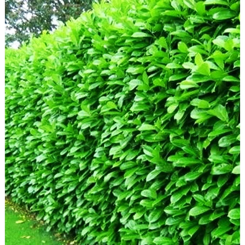 Kép 2/2 - Prunus laurocerasus Novita - Babérmeggy