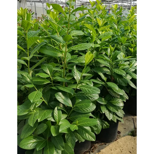 Kép 1/2 - Babérmeggy - Prunus laurocerasus 'Novita'